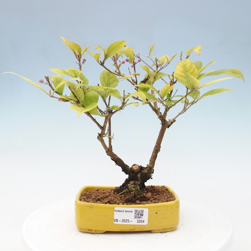 Vonkajšia bonsai - krásnoplodka - Callicarpa jap. Leucocarpa