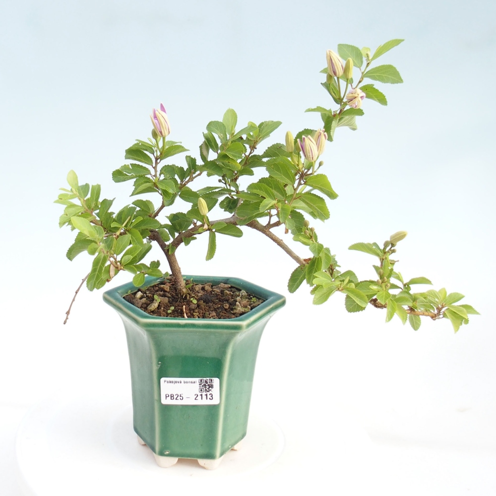Izbová bonsai - Grewia occidentalis - Hviezdica levanduľová