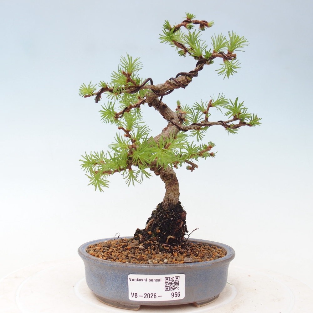 Vonkajšie bonsaje - Larix Kaempferi - Japonský smrekovec