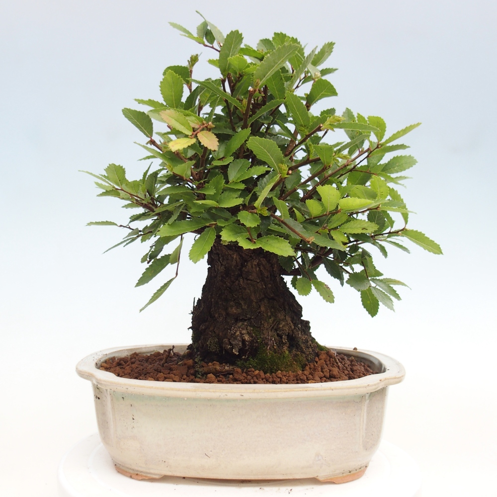 Vonkajšie bonsai - Zelkova - Zelkova Nirom