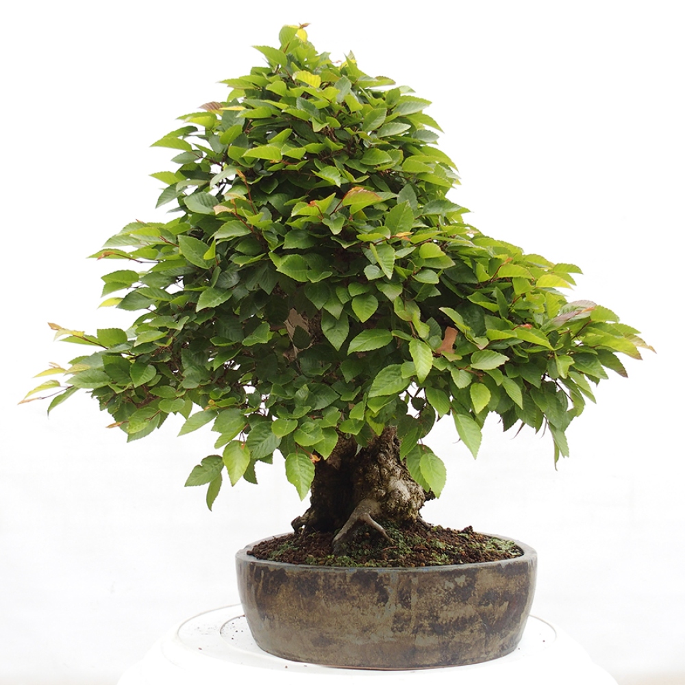 Vonkajší bonsai -Carpinus CARPINOIDES - Hrab kórejský
