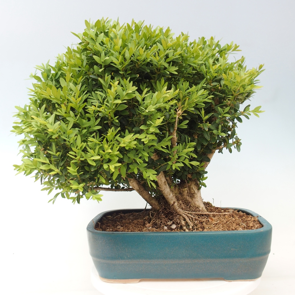Vonkajšie bonsaje - Buxus sempervirens - zimostráz