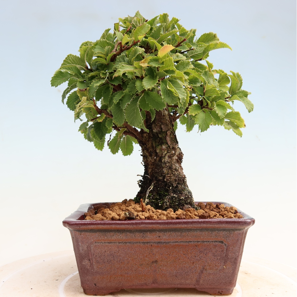 Vonkajšie bonsaje - Zelkova - Zelkova NIRE