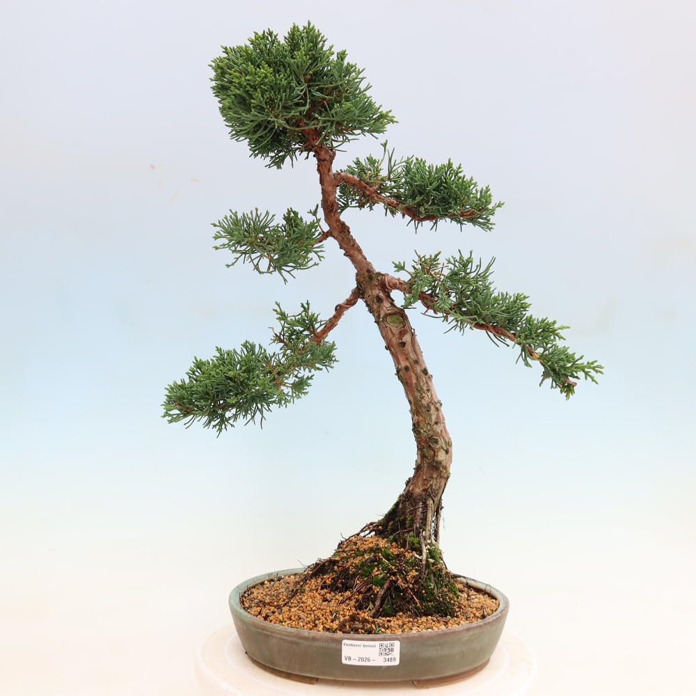 Vonkajší bonsaj - Juniperus chinensis Kishu