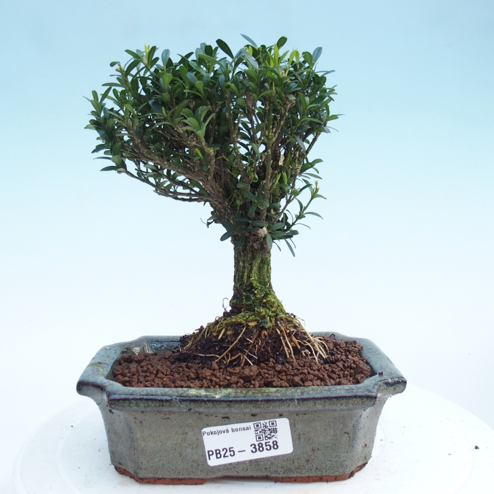 Izbové bonsaje - Buxus harlandii - korkový buxus