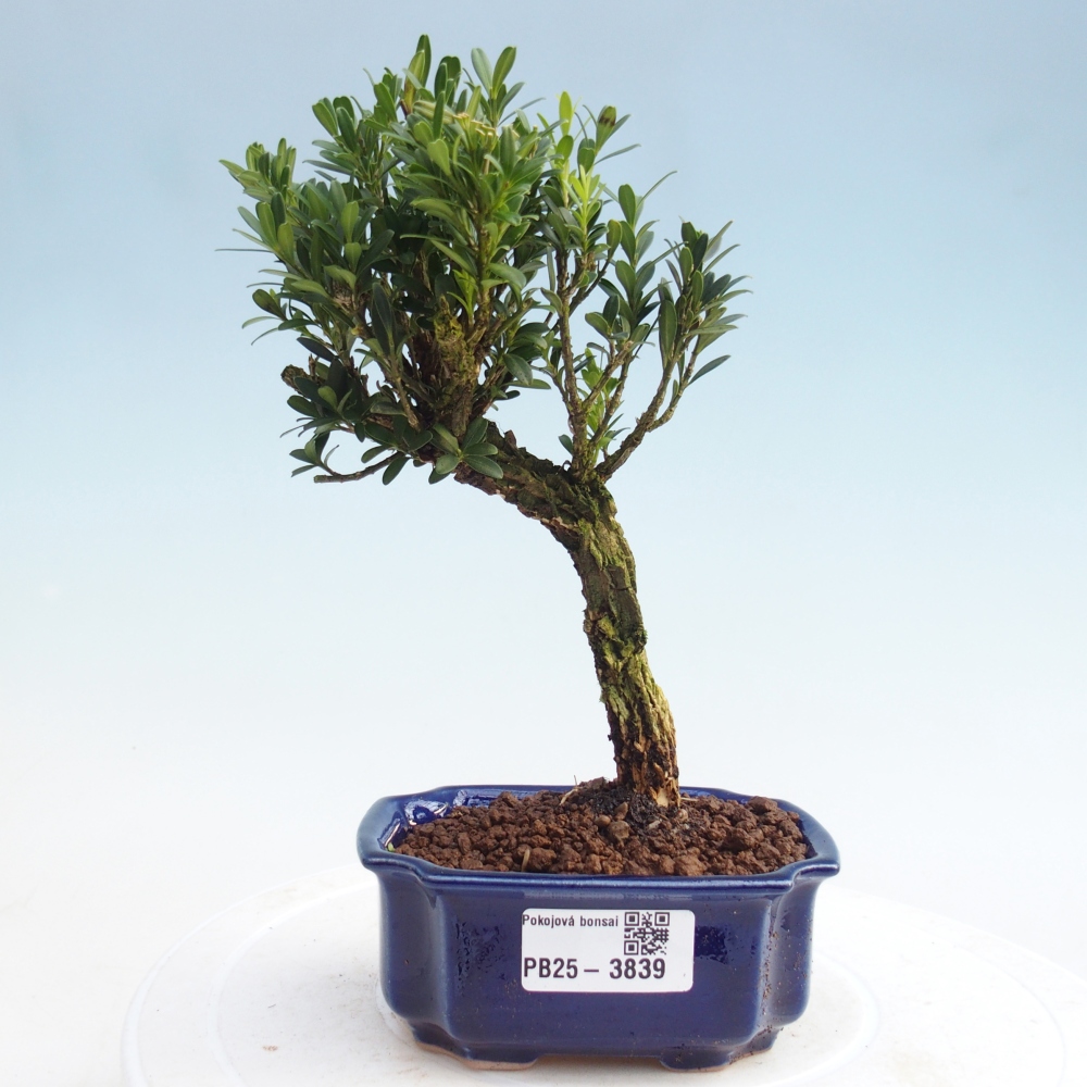 Izbové bonsaje - Buxus harlandii - korkový buxus
