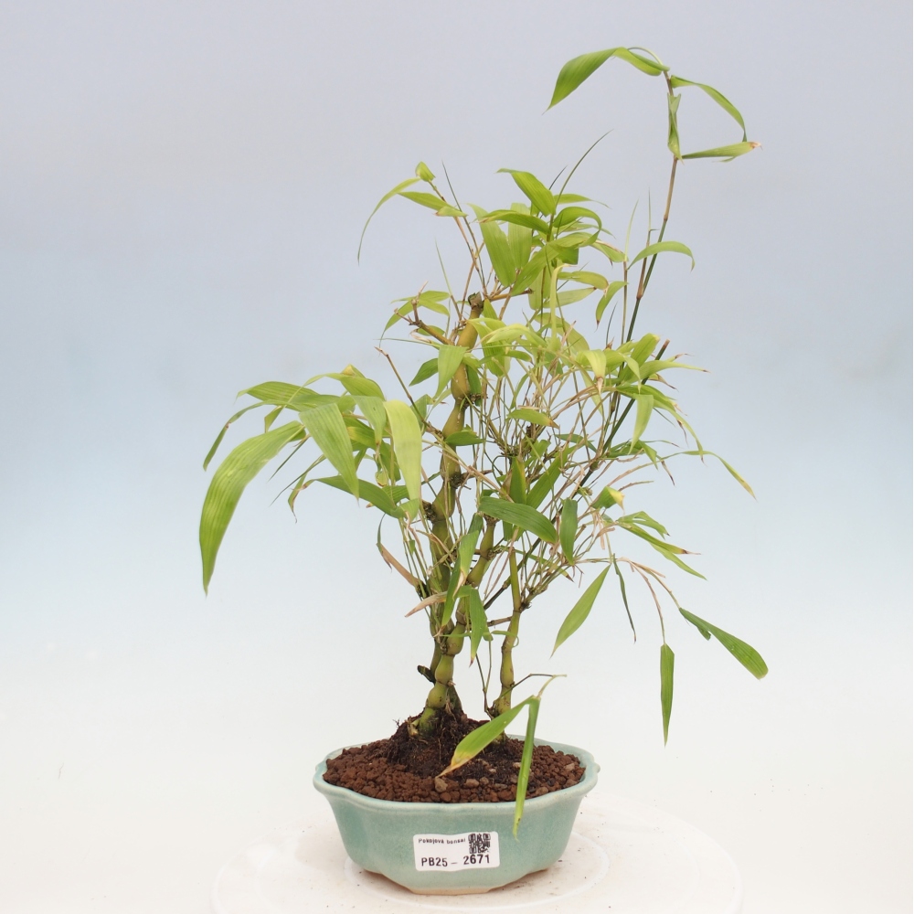 Izbová bonsai - Bambus budha-Bambus budhovo brucho