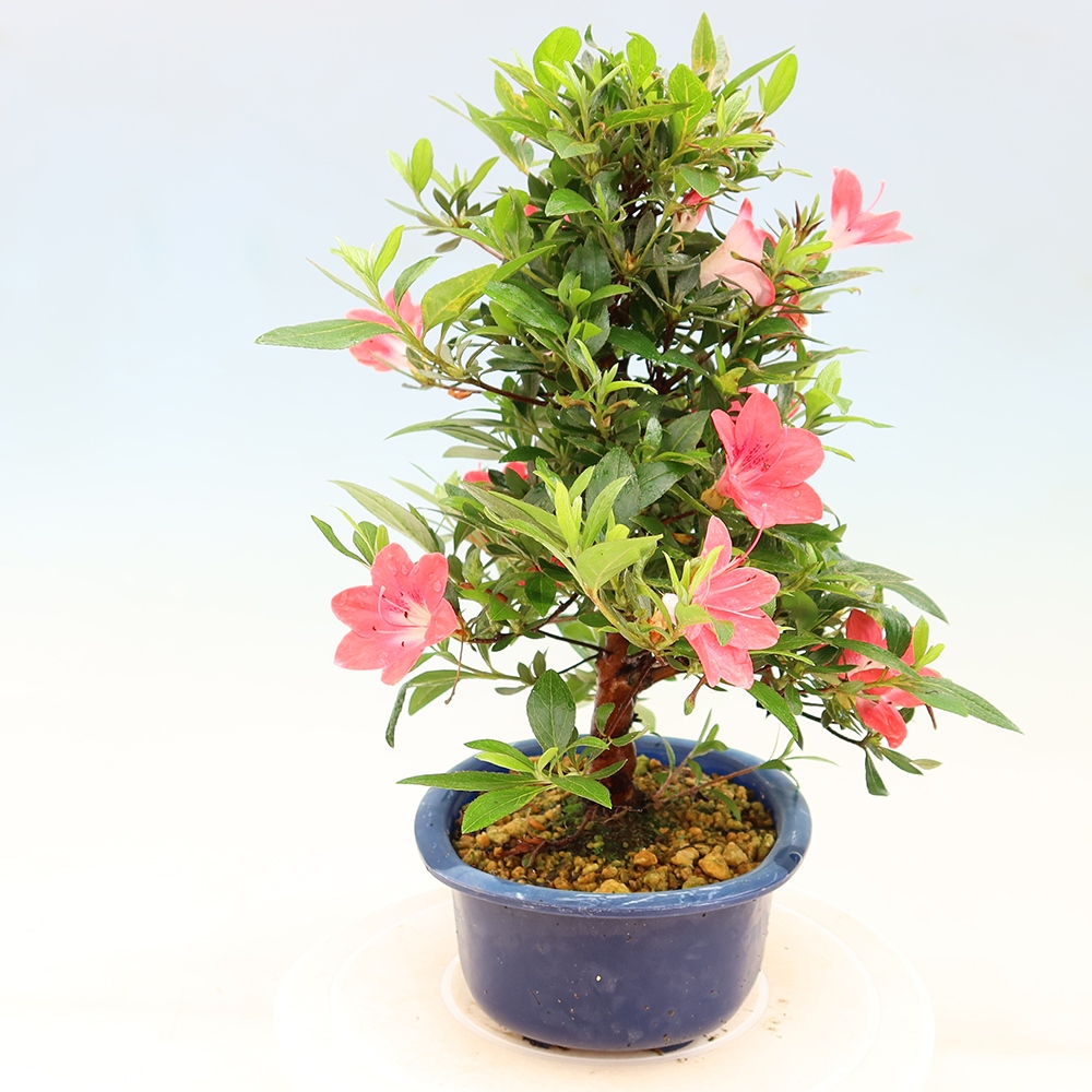 Vonkajšie bonsaje - Japonské azalky - Azalea Beniko