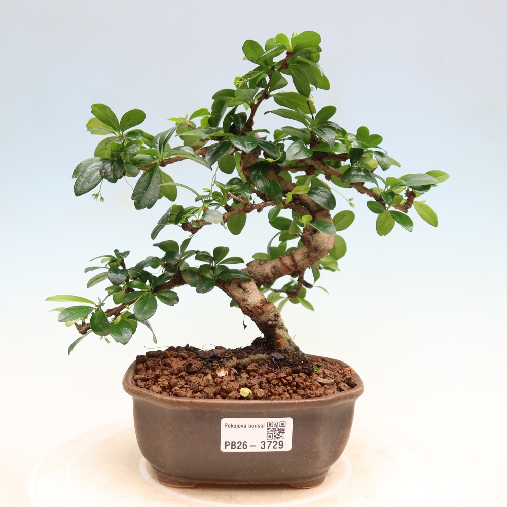 Izbové bonsaje - Carmona macrophylla - Tea fuki