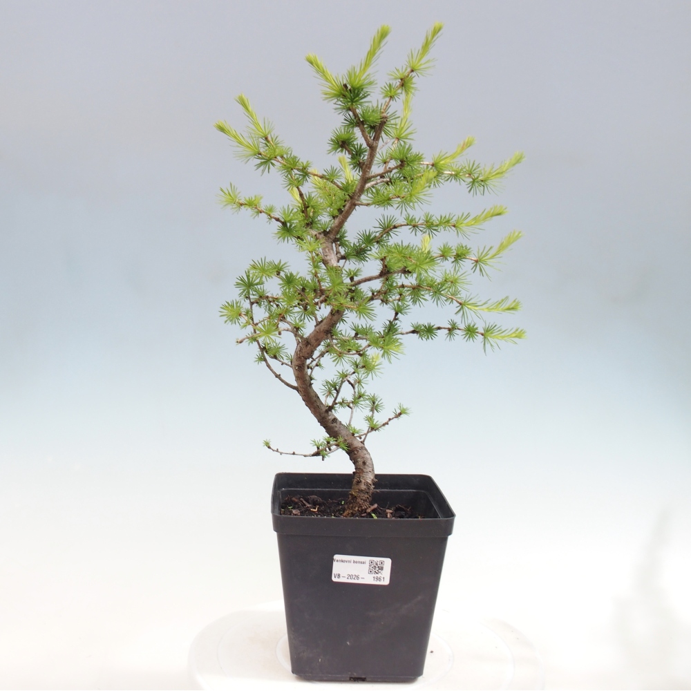 Vonkajšie bonsaje -Larix decidua - Smrekovec