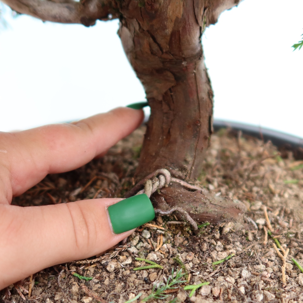 Vonkajší bonsai – Juniperus chinensis Itoigawa – čínsky jalovec