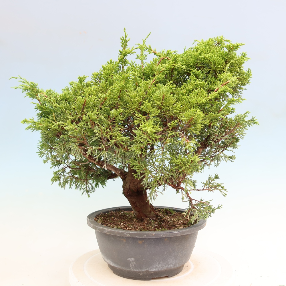 Vonkajší bonsai – Juniperus chinensis Itoigawa – čínsky jalovec