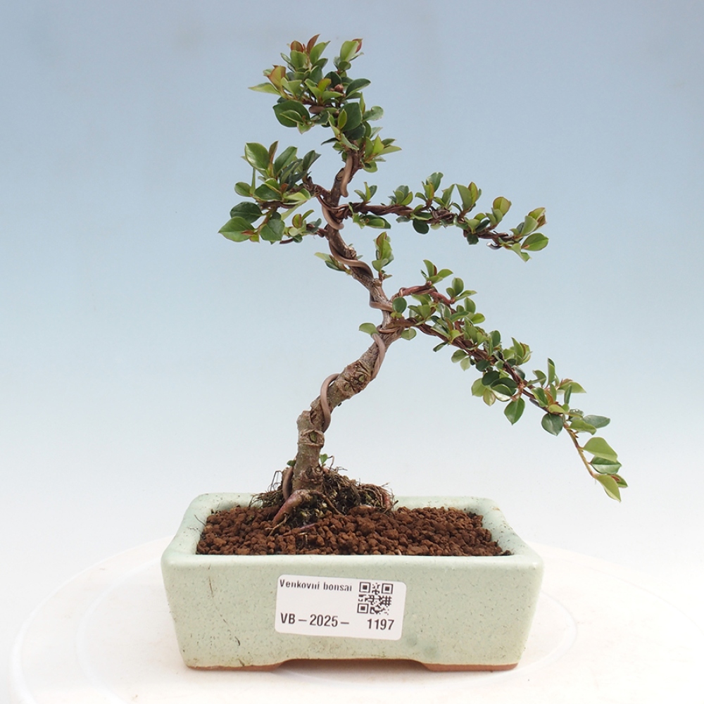 Vonkajší bonsai-Cotoneaster horizontalis - Skalník