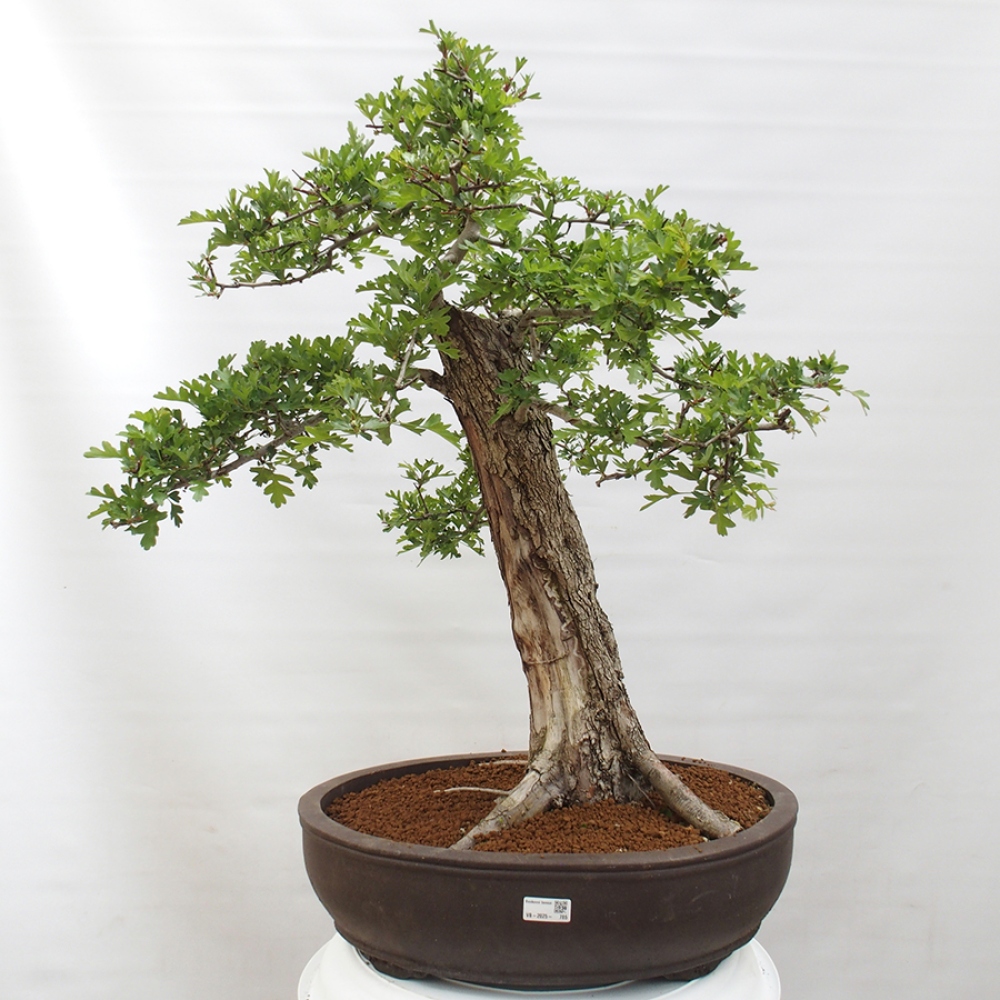 Vonkajší bonsai - Hloh - Crataegus monogyna