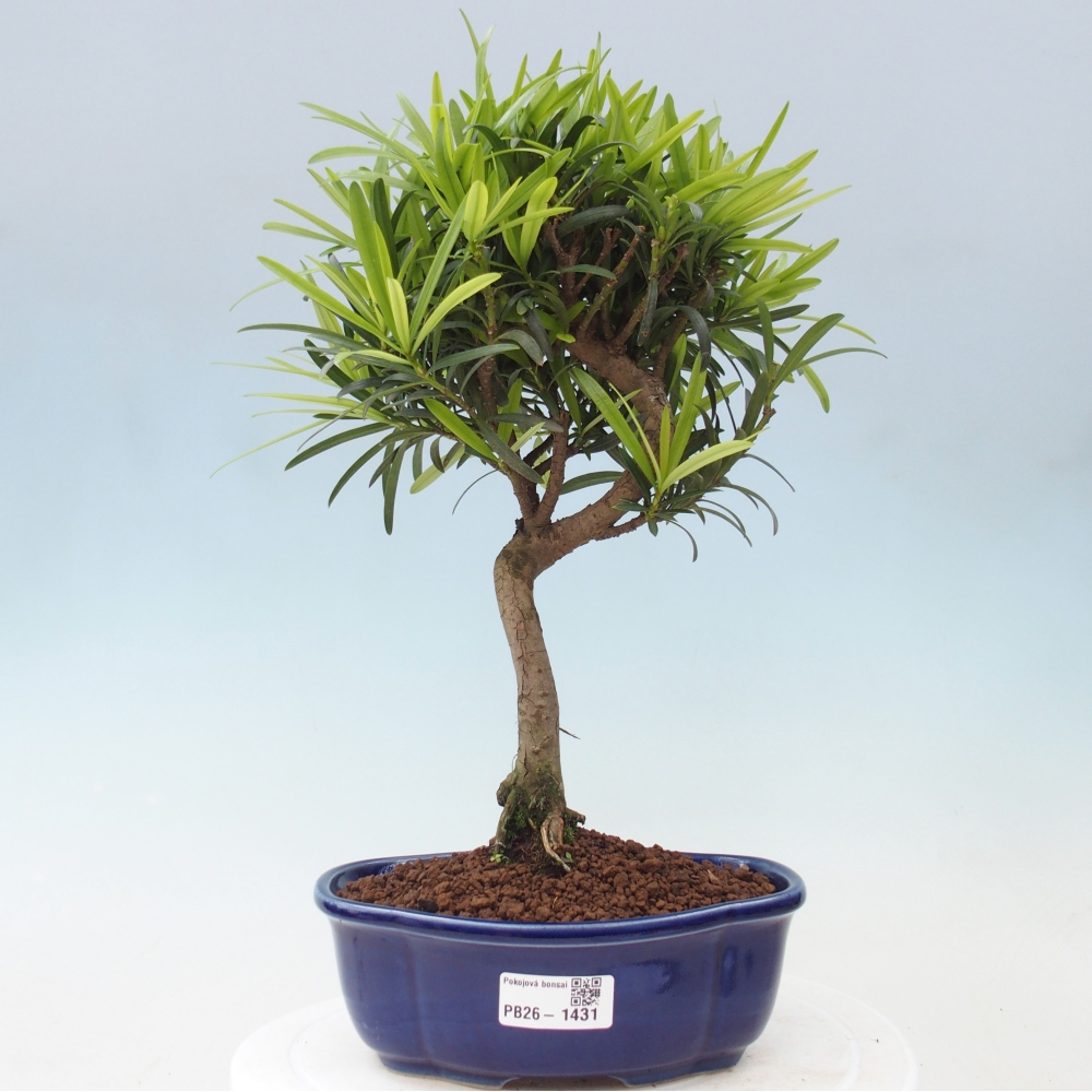 Izbové bonsaje - Podocarpus - Kamenný tis