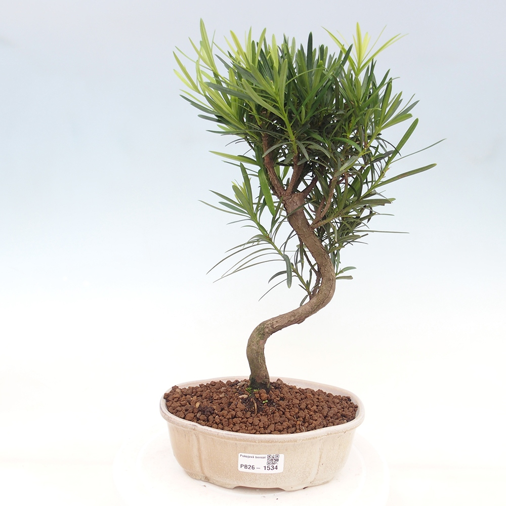 Izbové bonsaje - Podocarpus - Kamenný tis
