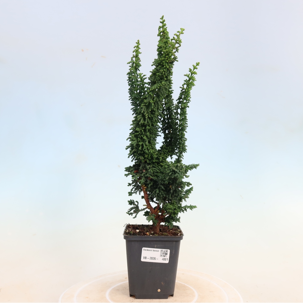 Vonkajší bonsaj - Cham. obtusa SEKKA HINOKI - Cypruštek