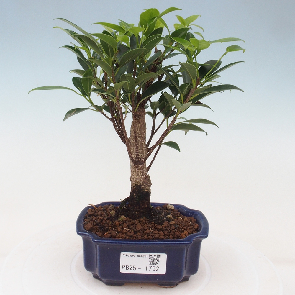 Izbová bonsai - Malolistý fikus - Ficus kimmen