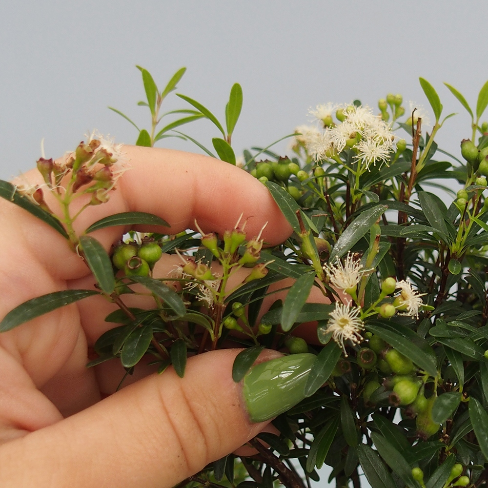 Izbové bonsaje - Syzygium - Pimento - Iba osobný odber alebo preprava na paletách