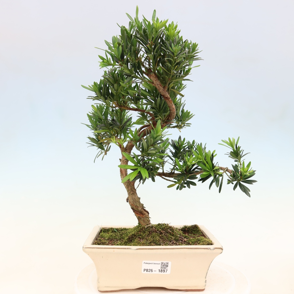 Izbové bonsaje - Podocarpus - Kamenný tis