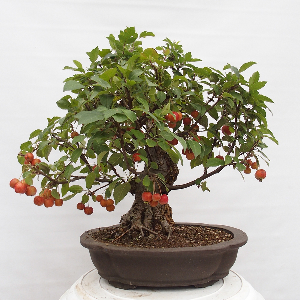 Vonkajší bonsai -Malus halliana - Maloplodá jabloň