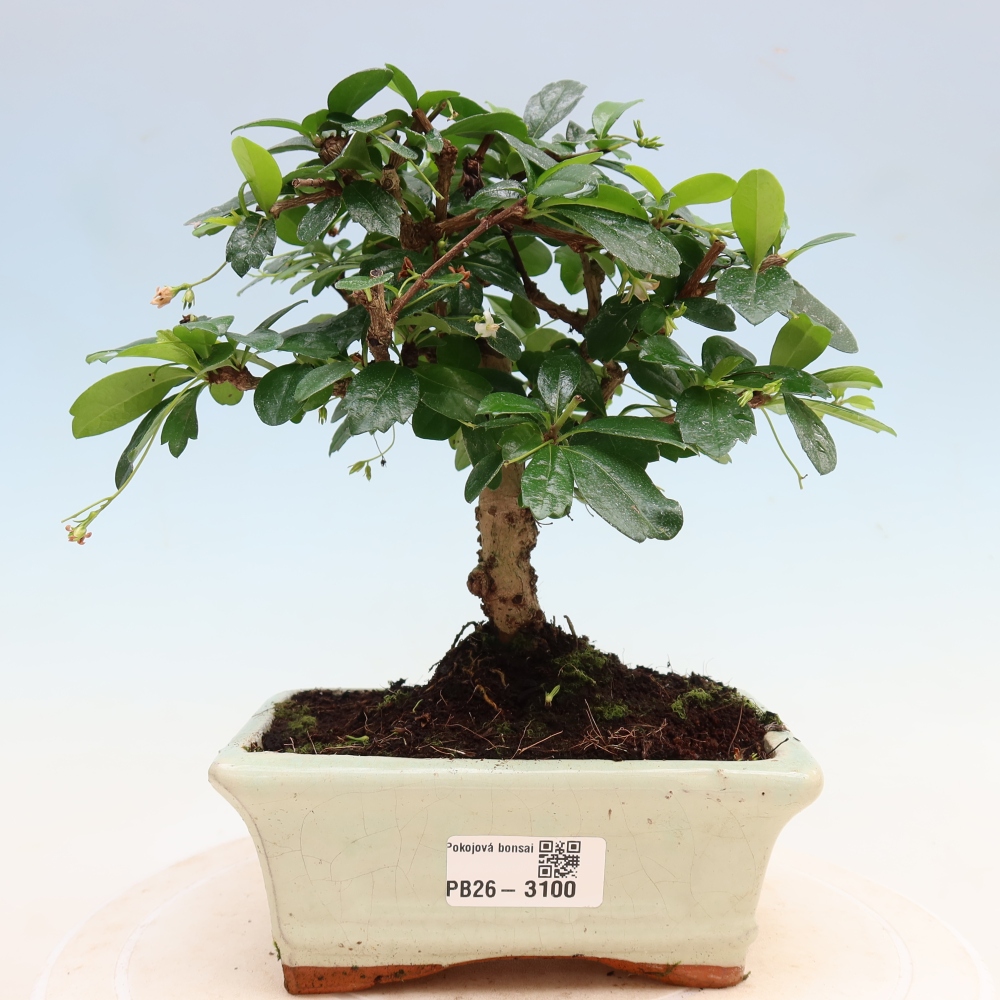 Izbové bonsaje - Carmona macrophylla - Tea fuki