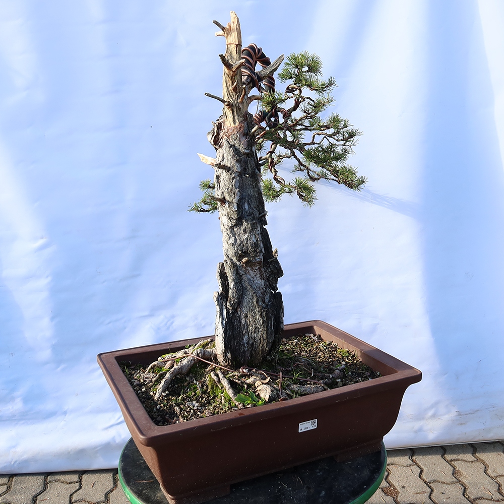 Pinus sylvestris Španielsko – borovica lesná