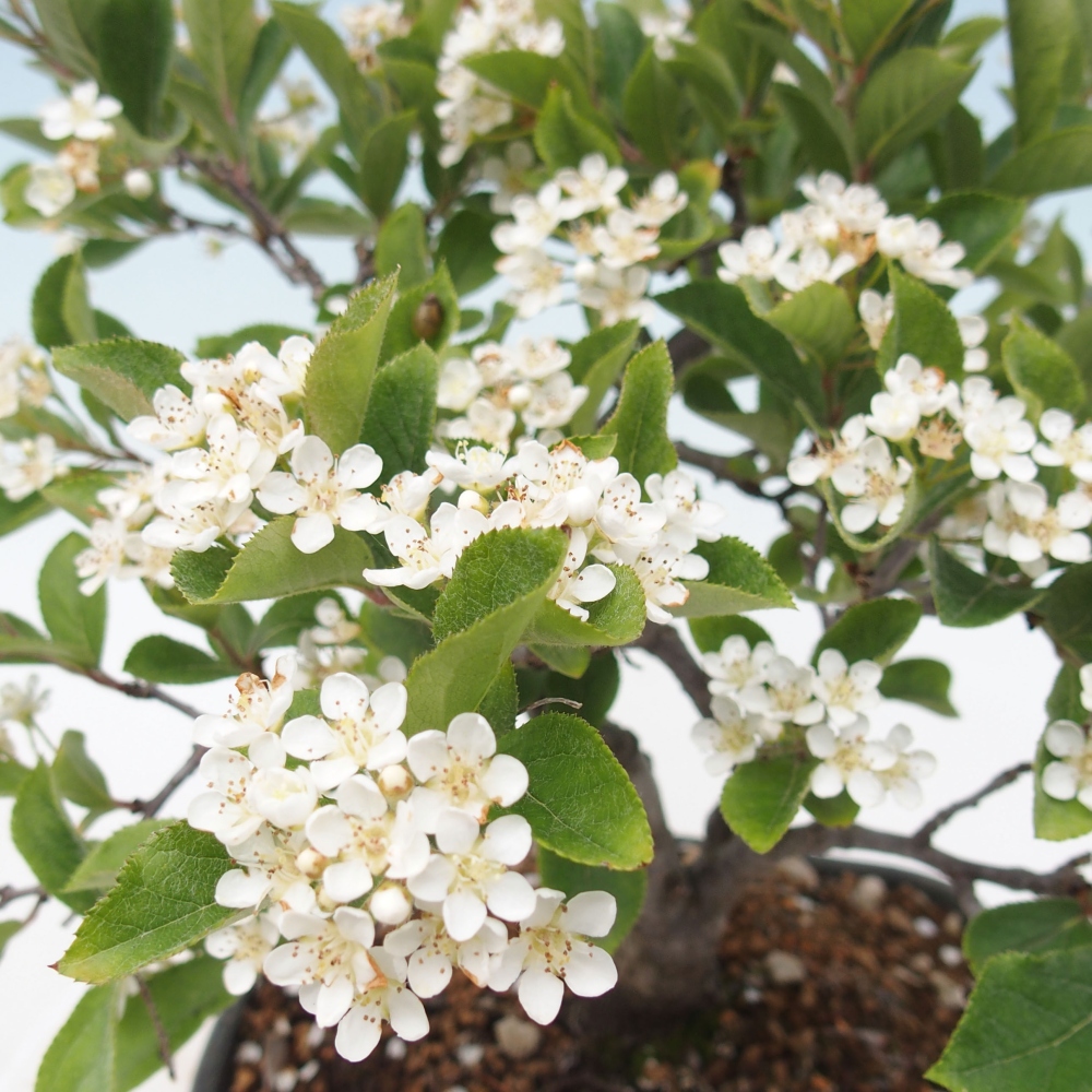 Vonkajšia bonsai - Blýskalka chlpatá - Photinia villosa