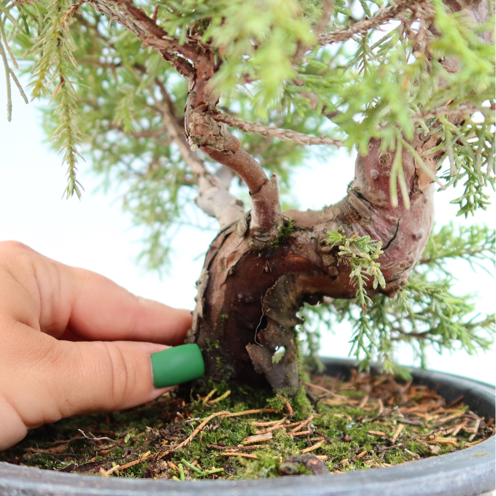 Vonkajší bonsai – Juniperus chinensis Itoigawa – čínsky jalovec