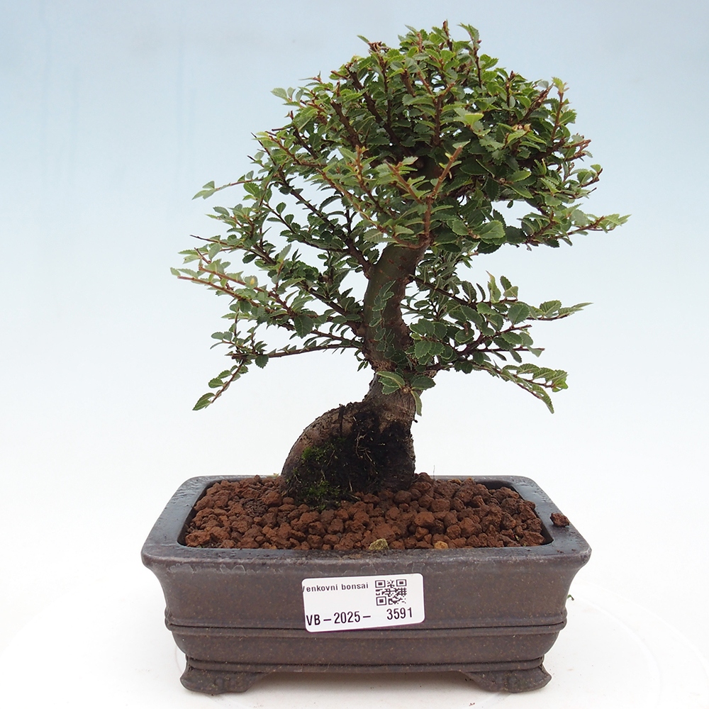 Vonkajší bonsaj - Ulmus parvifolia Hokkaido - čínsky brest