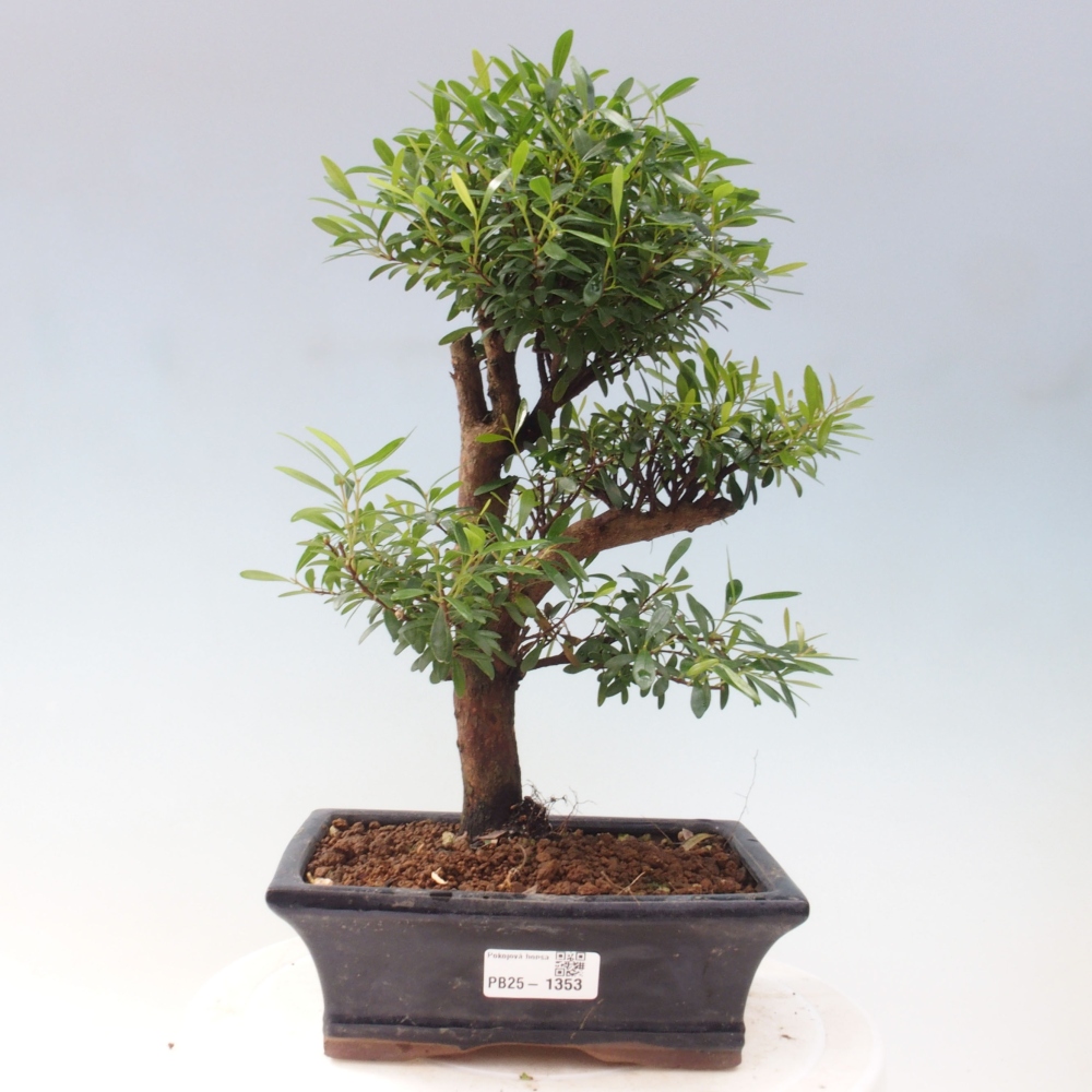 Izbová bonsai - Syzygium - pimentovníka