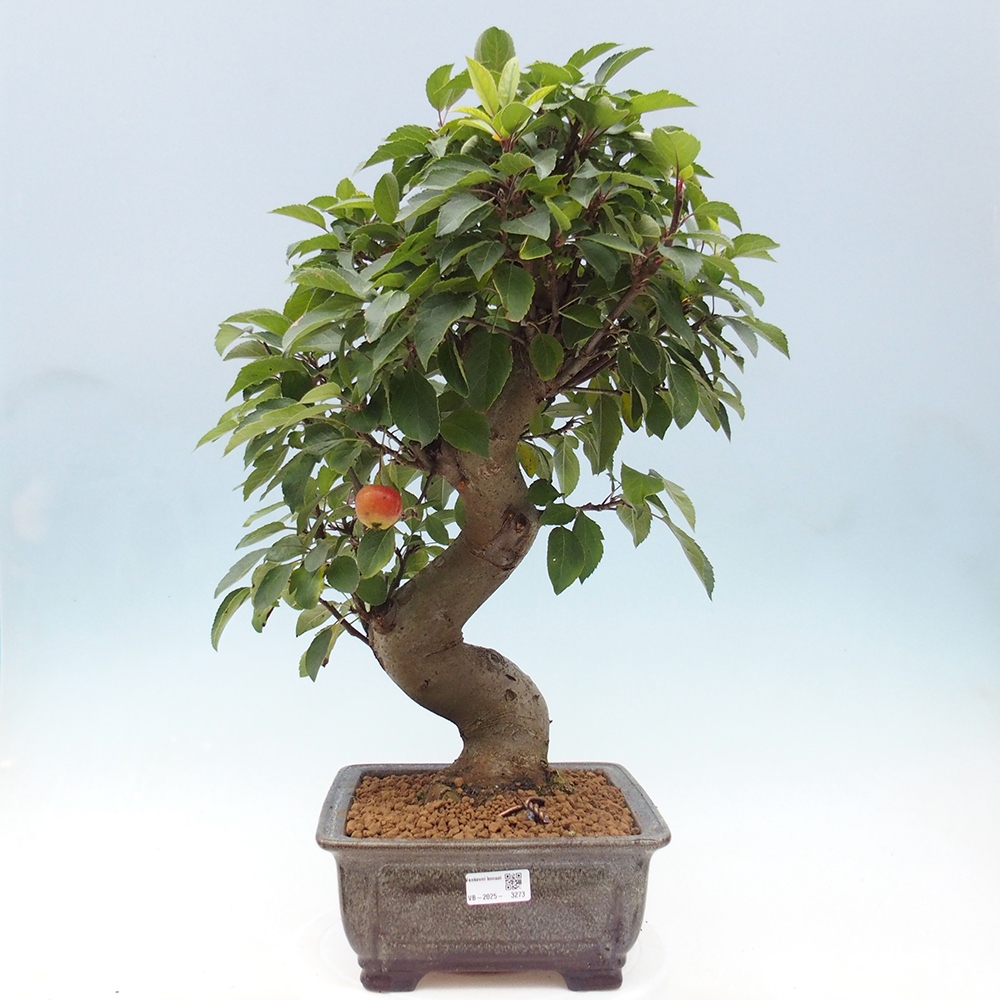 Vonkajší bonsai -Malus halliana - Maloplodá jabloň