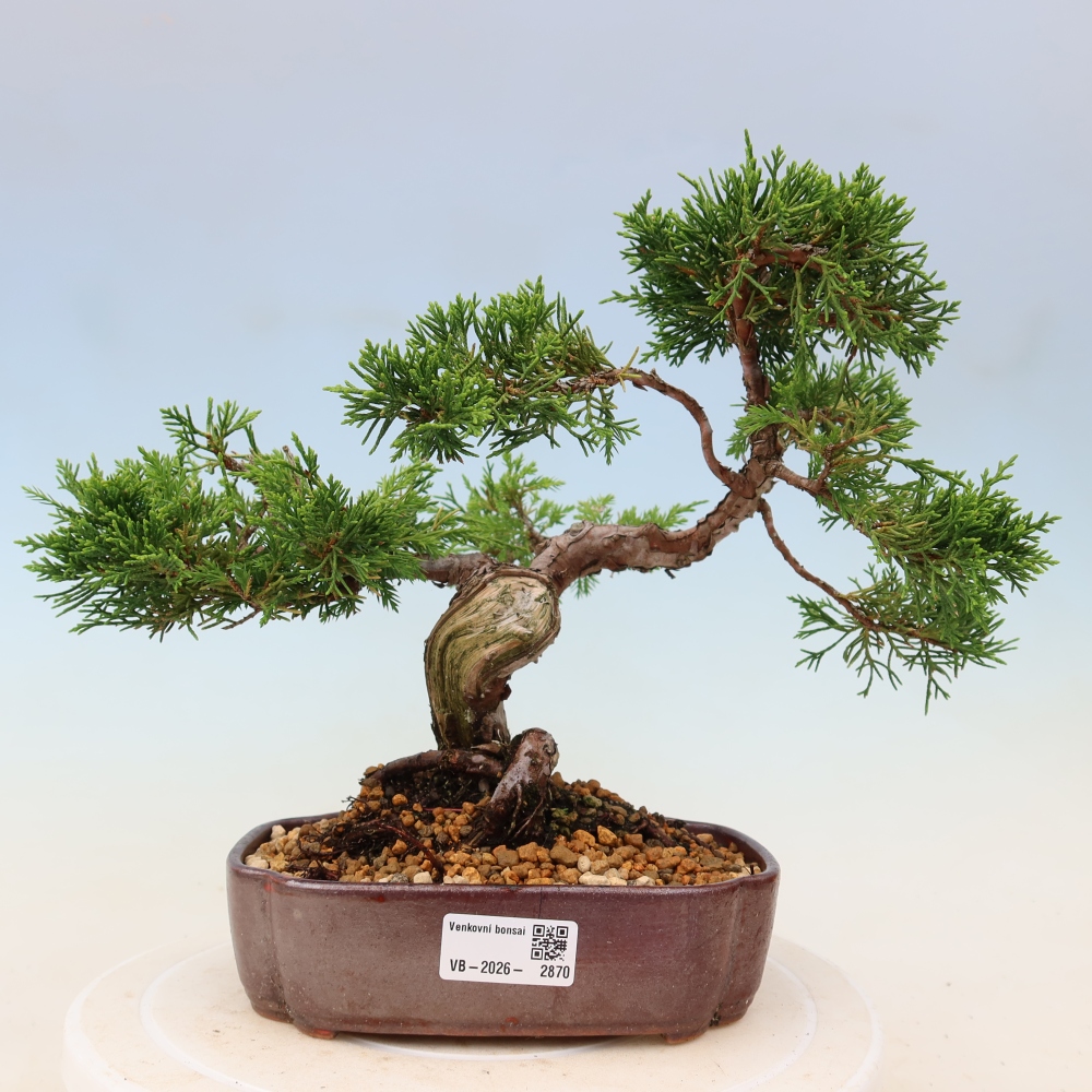 Vonkajší bonsaj - Juniperus chinensis Itoigawa