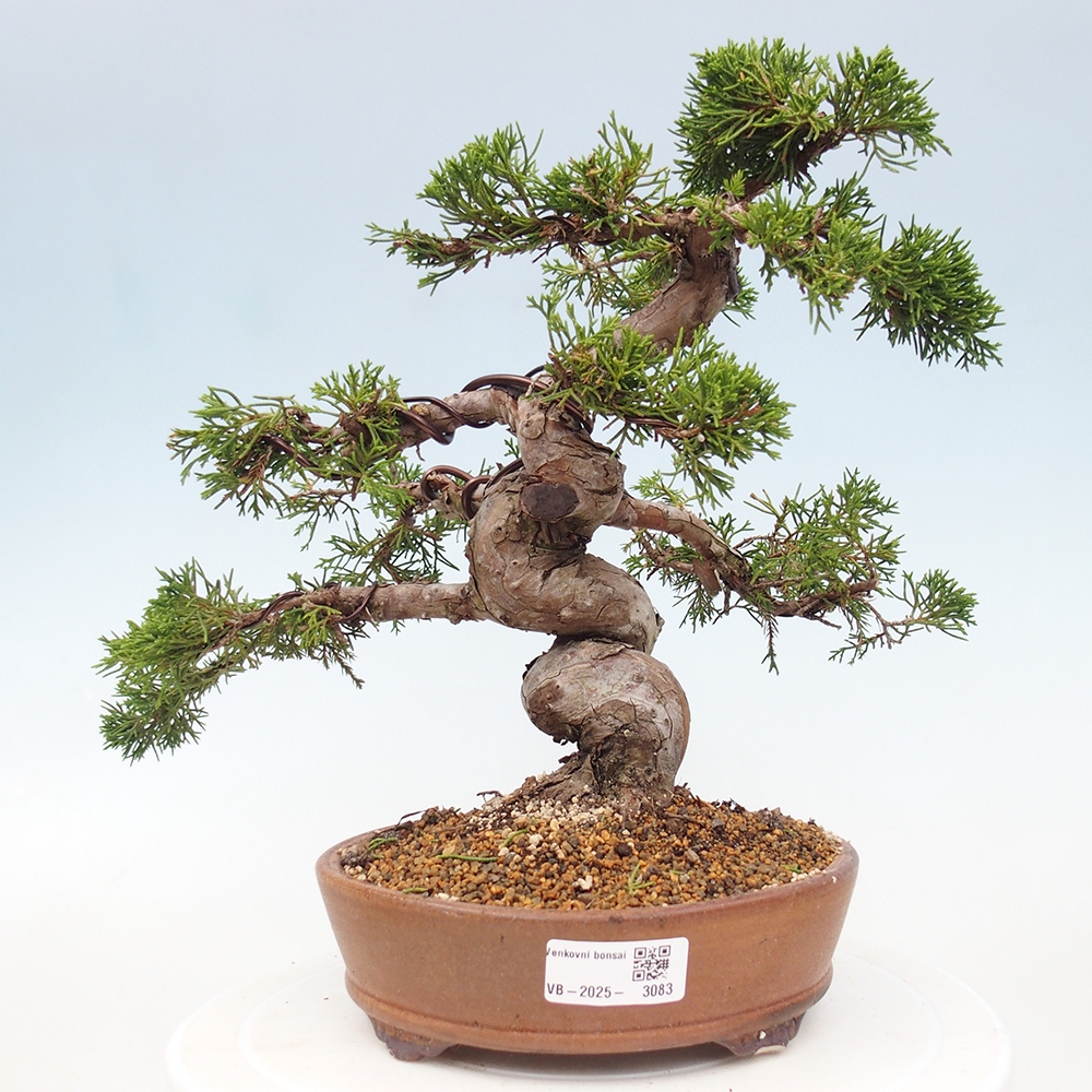 Vonkajší bonsai - Juniperus chinensis Itoigawa -Jalovec čínsky