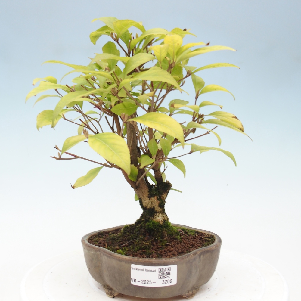 Vonkajšia bonsai - krásnoplodka - Callicarpa jap. Leucocarpa
