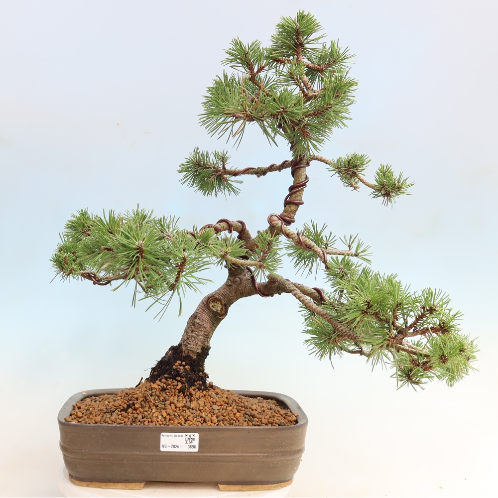 Vonkajšie bonsaje – Pinus mugo Humpy – borovica krivá