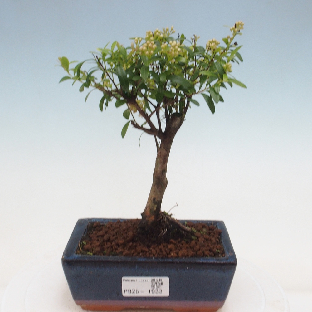 Izbová bonsai - Syzygium - pimentovníka