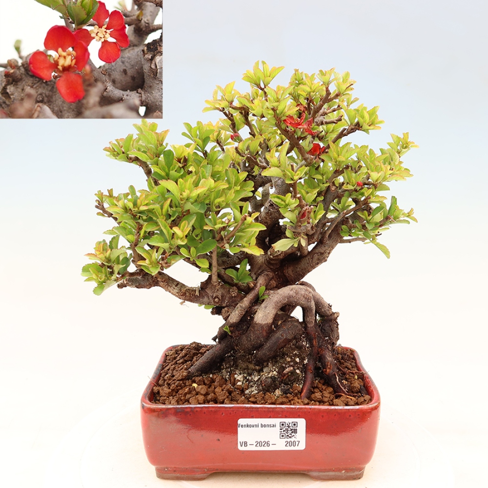 Vonkajší bonsaj - Chaneomeles speciosa Chojubai