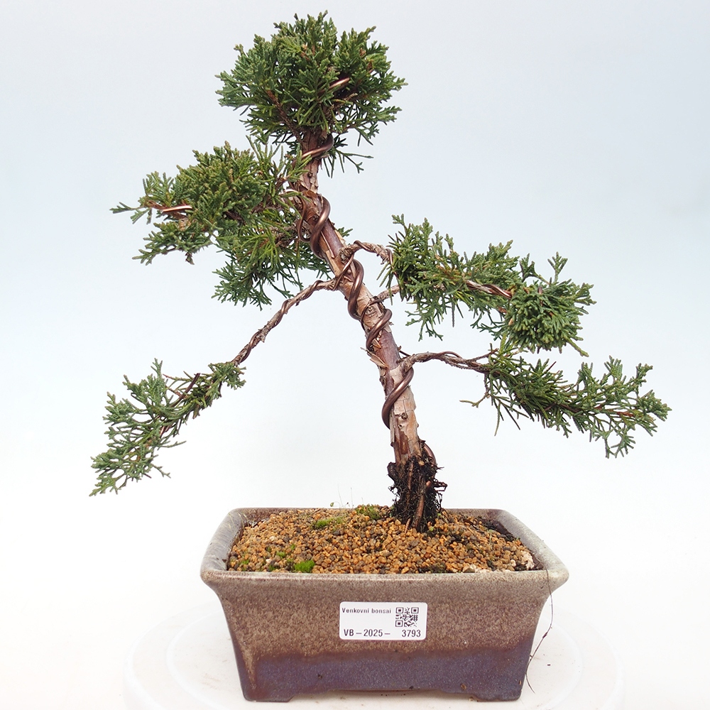 Vonkajší bonsaj - Juniperus chinensis Kishu