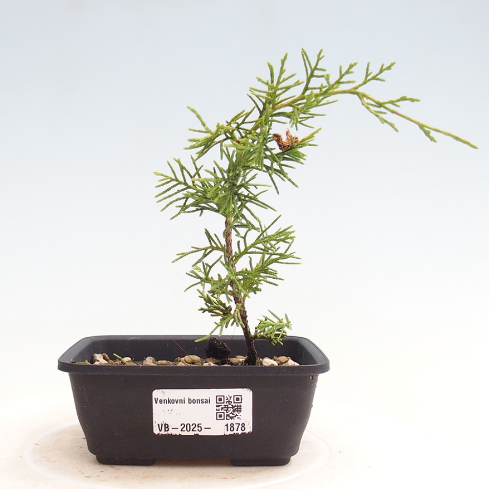 Vonkajší bonsai - Juniperus chinensis Itoigawa -Jalovec čínsky
