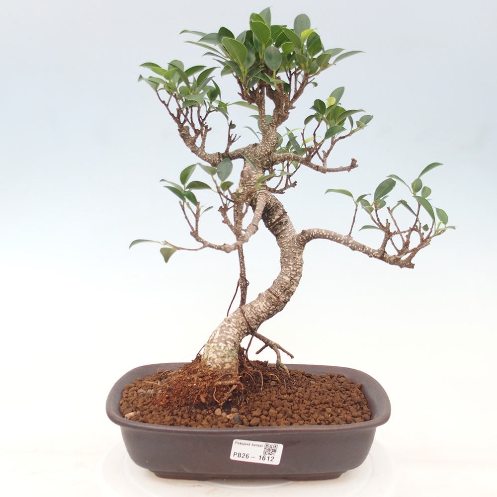 Izbové bonsaje - Ficus kimmen - drobnolistý fikus