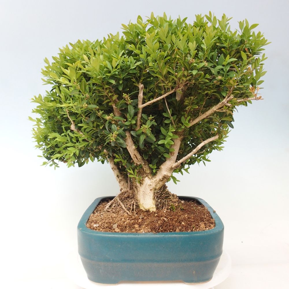 Vonkajšie bonsaje - Buxus sempervirens - zimostráz