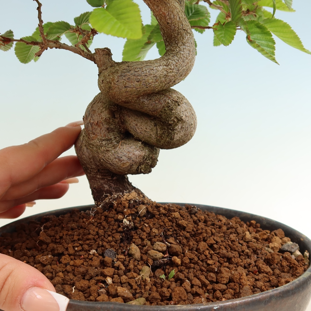 Vonkajší bonsaj -Carpinus coreana - Hrab kórejský
