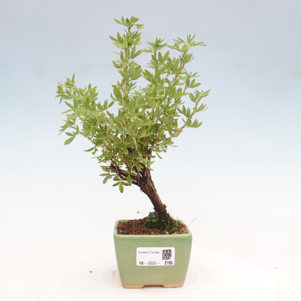 Vonkajšia bonsai-Nátržník krovitá - potentila fruticosa yellow Bird