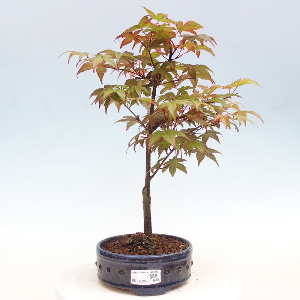 Vonkajšie bonsai - Javor dlaňolistý - Acer palmatum DESHOJO