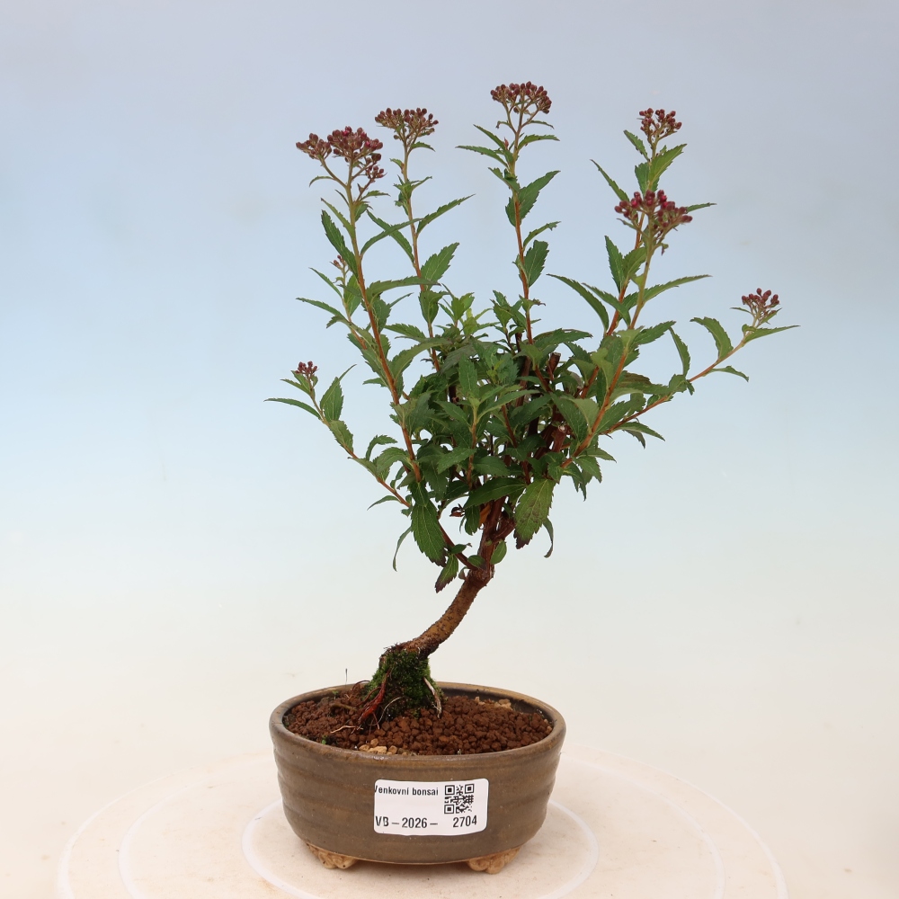 Vonkajší bonsai – spirea japonská – Spirea japonica Anthony Waterer