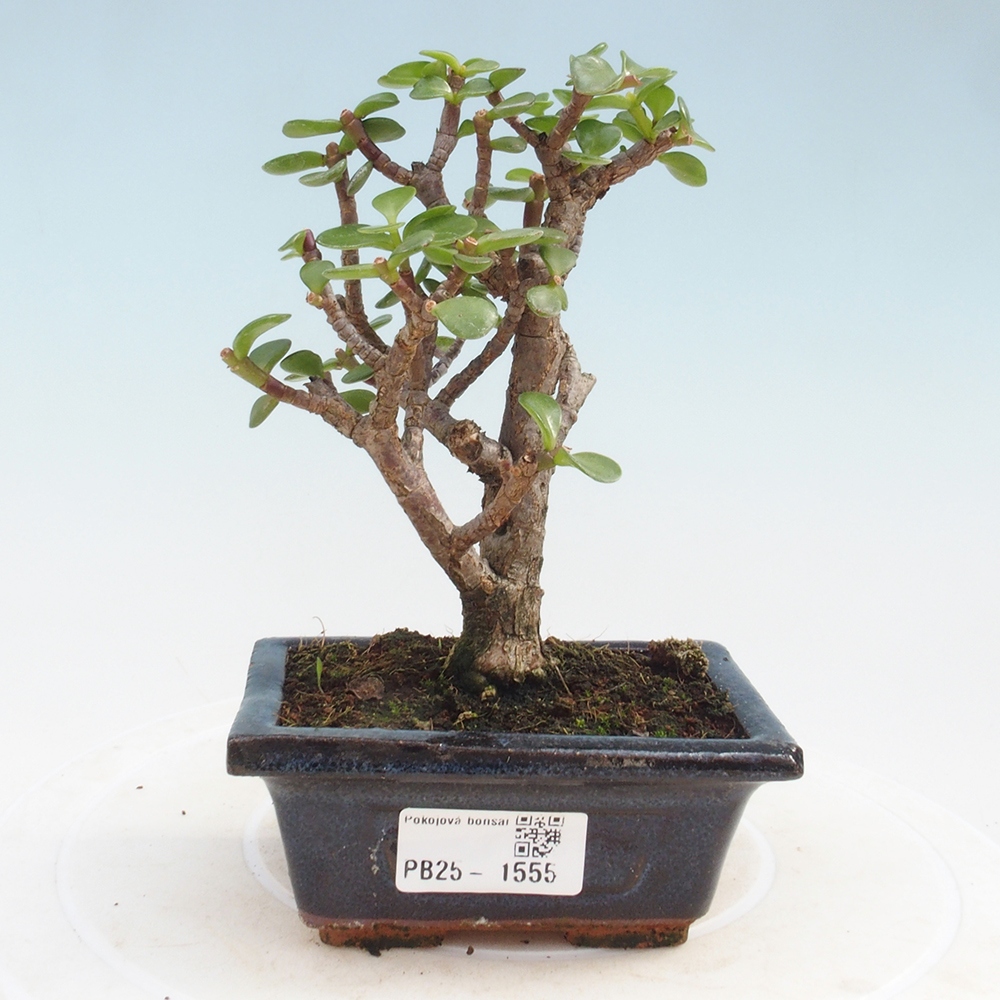 Izbová bonsai - Portulakaria Afra - Tlustice