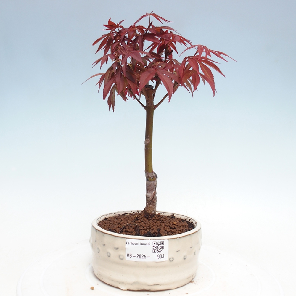 Vonkajší bonsai - Acer palm. Atropurpureum-Javor dlanitolistý