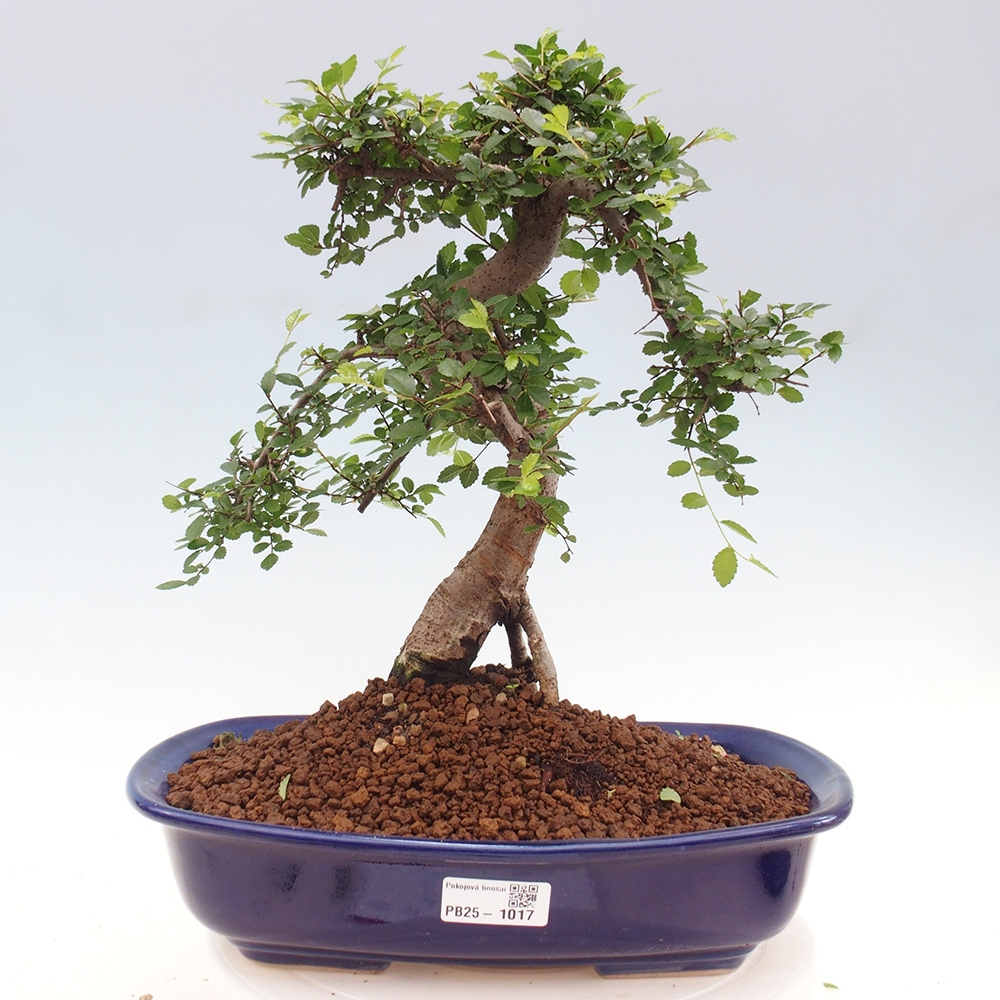 Izbová bonsai - Ulmus parvifolia - Malolistý brest