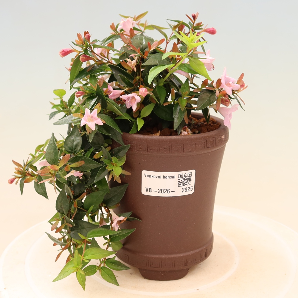 Vonkajší bonsai – Abelia Edward Goucher – Abelia veľkokvetá